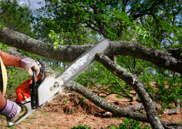 Reliable Oglethorpe, GA Tree Service Solutions